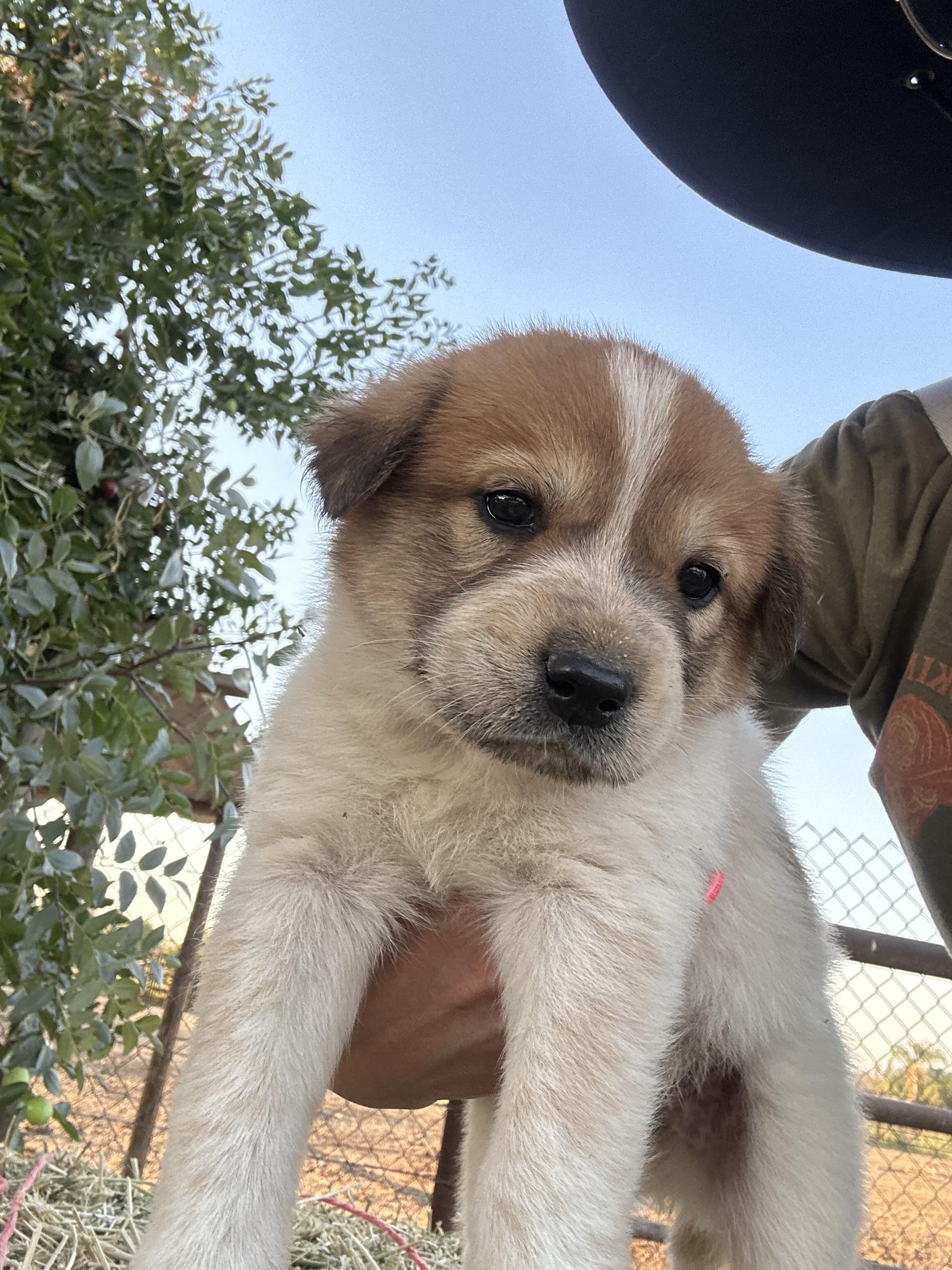 HAZEL, Adoptable, Puppy Female Great Pyrenees.