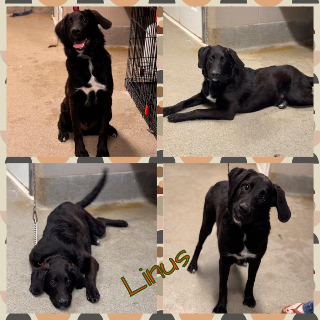 Linus, Adoptable, Young Male Labrador Retriever.