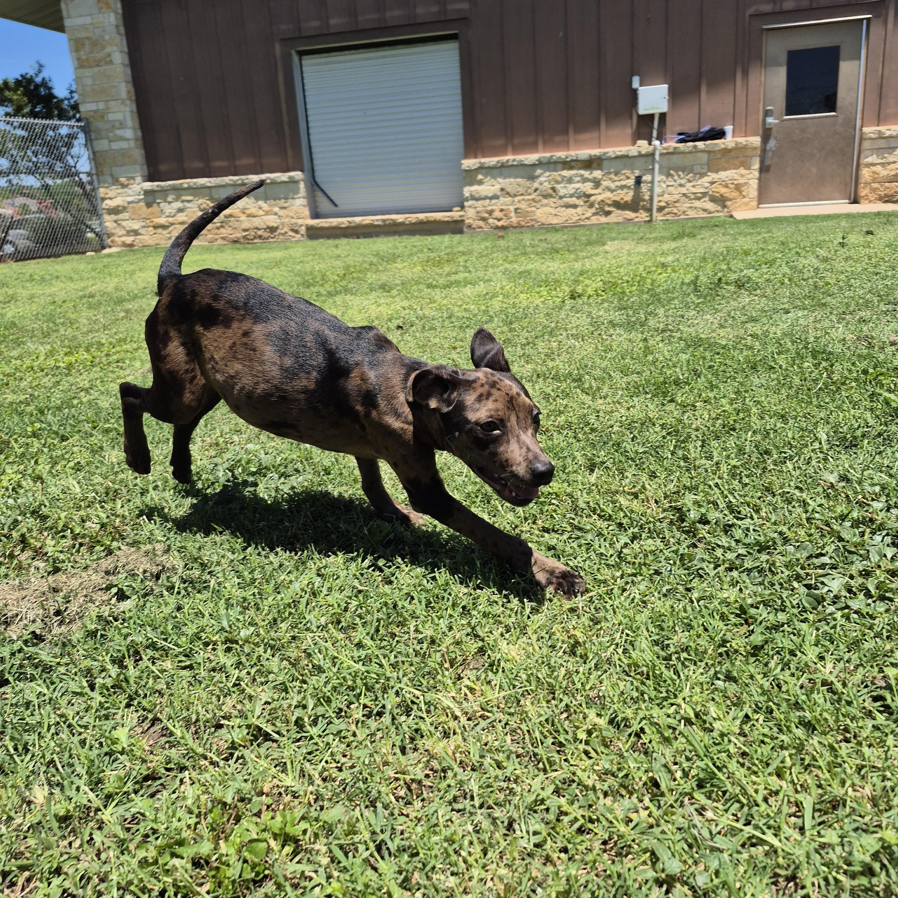 Enlarge Nebula, an adopted mixed breed in Schertz, TX image 3/4