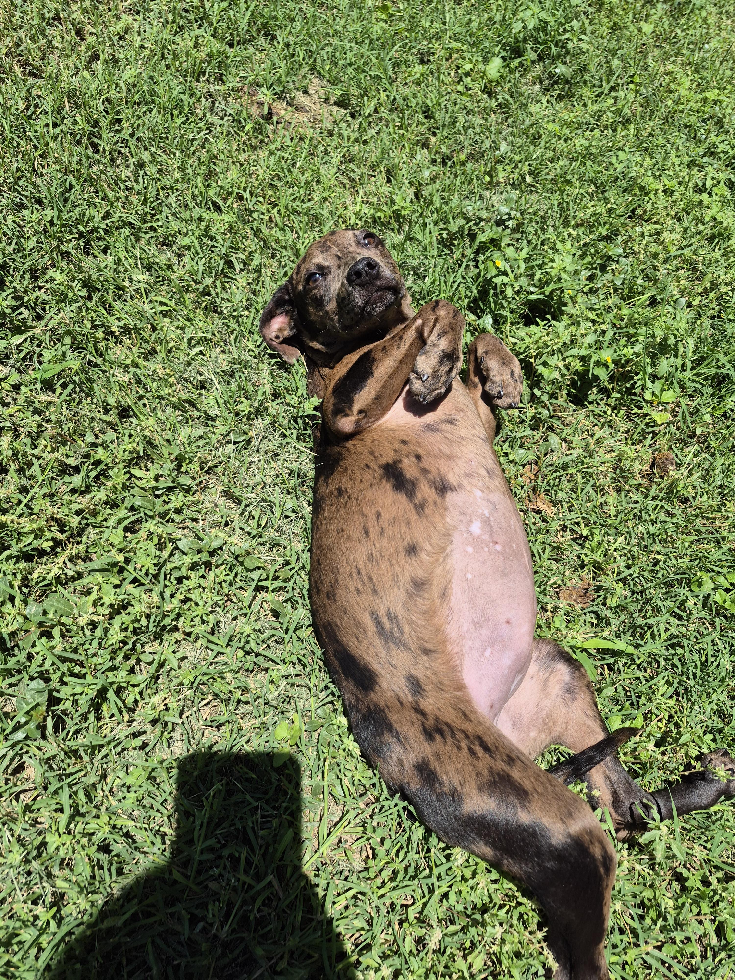 Enlarge Nebula, an adopted mixed breed in Schertz, TX image 4/4