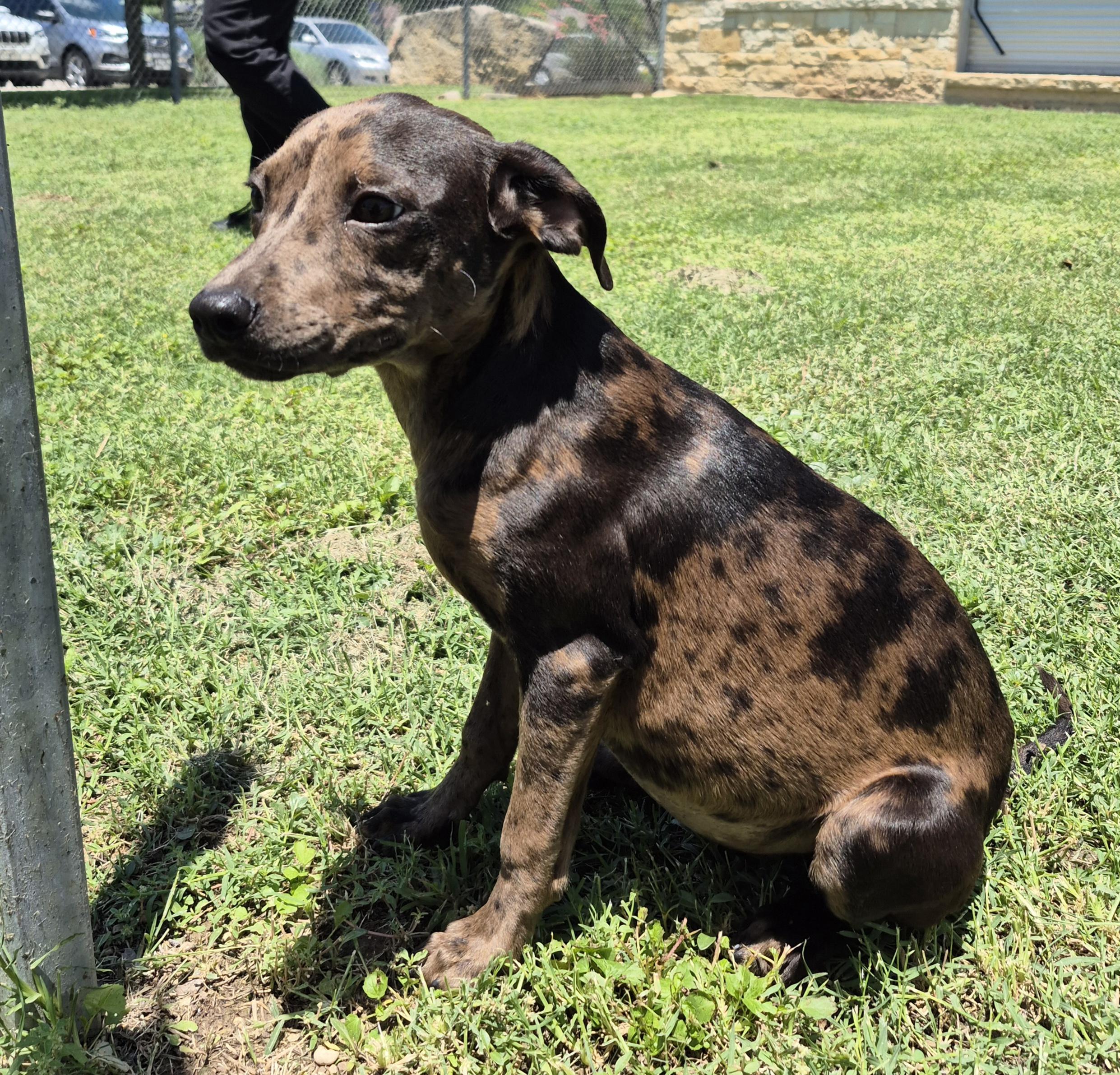 Enlarge Nebula, an adopted mixed breed in Schertz, TX image 1/4