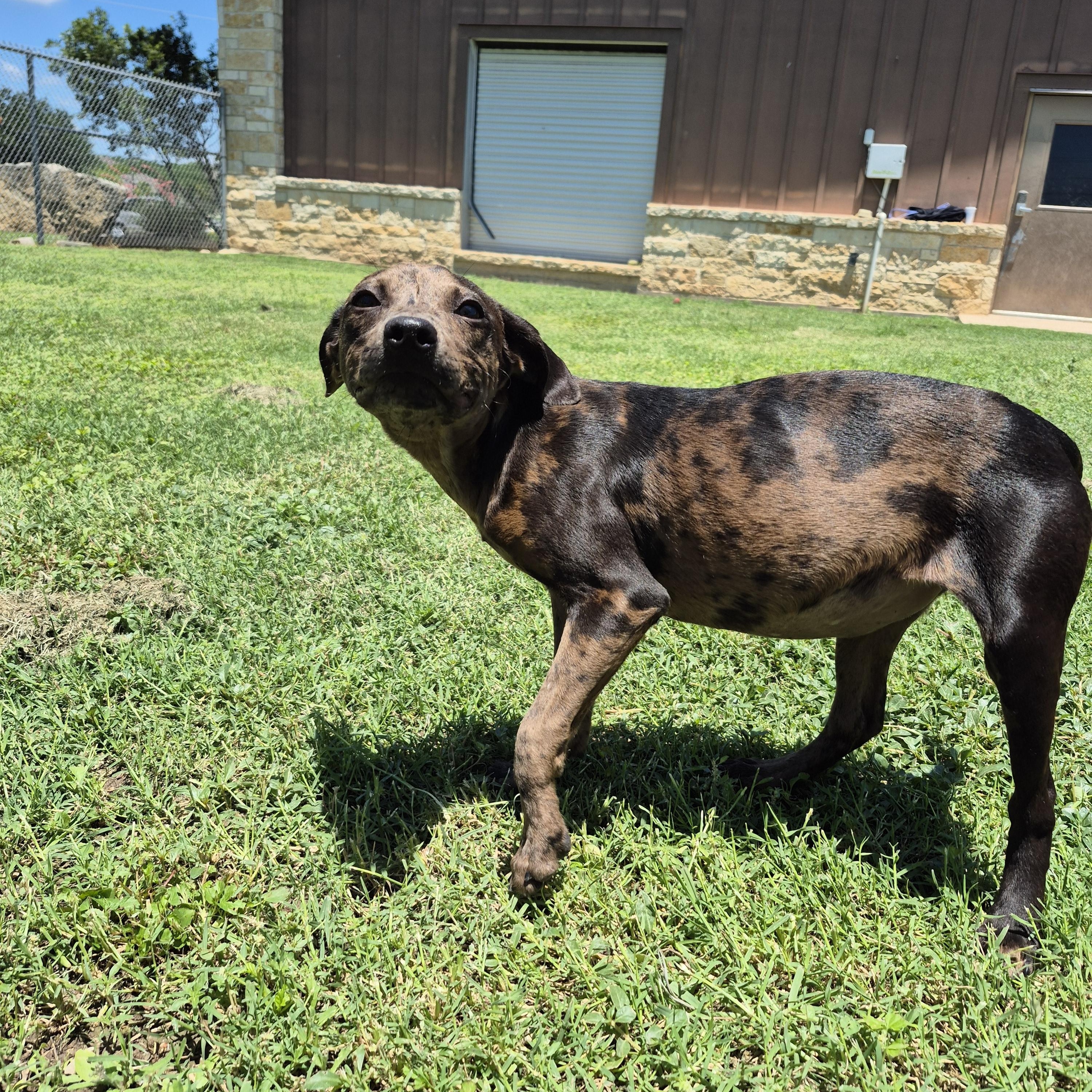 Enlarge Nebula, an adopted mixed breed in Schertz, TX image 2/4