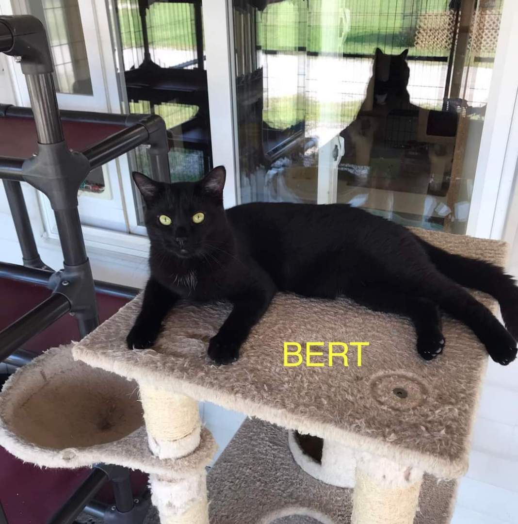 Bert, Young Male Domestic Short Hair