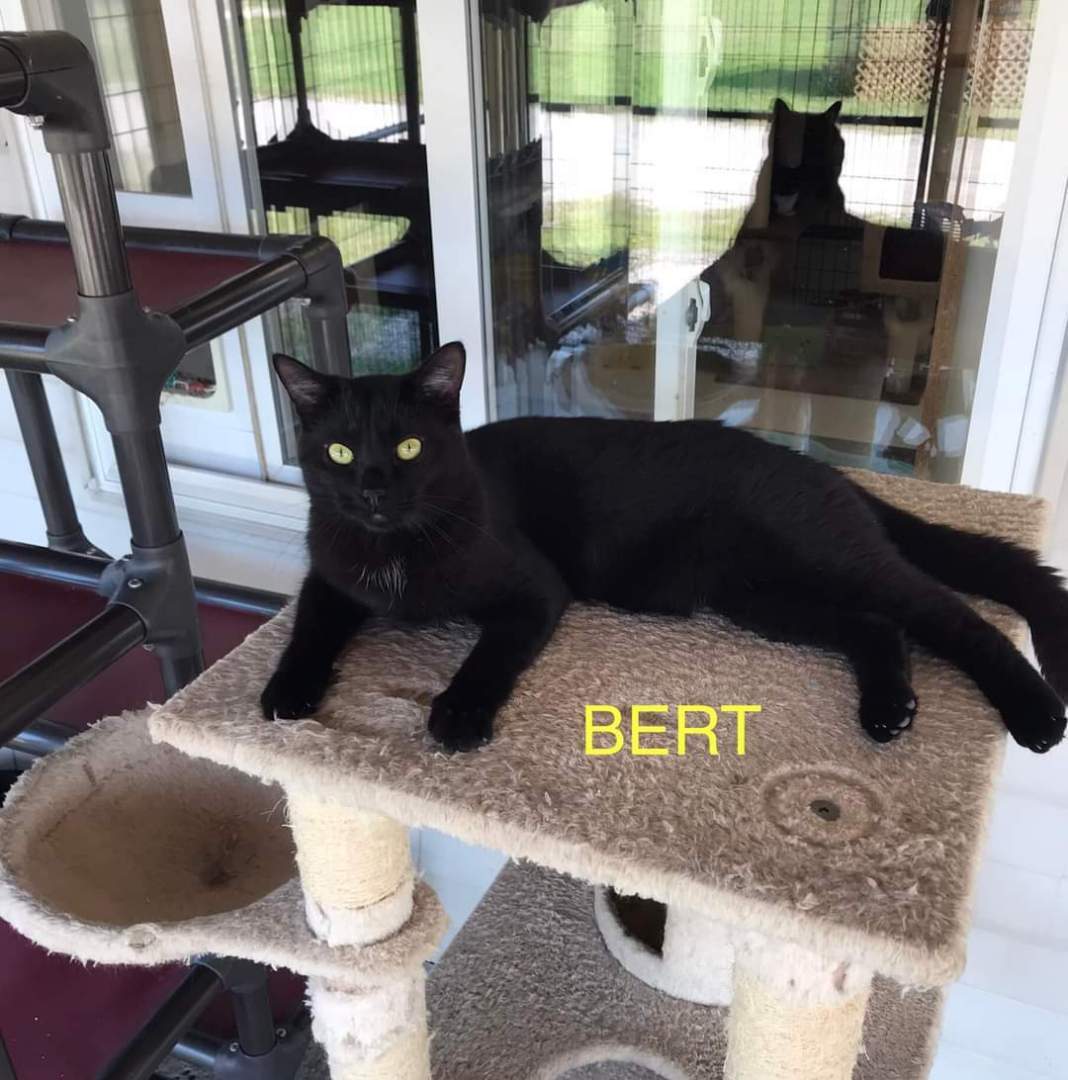 Bert