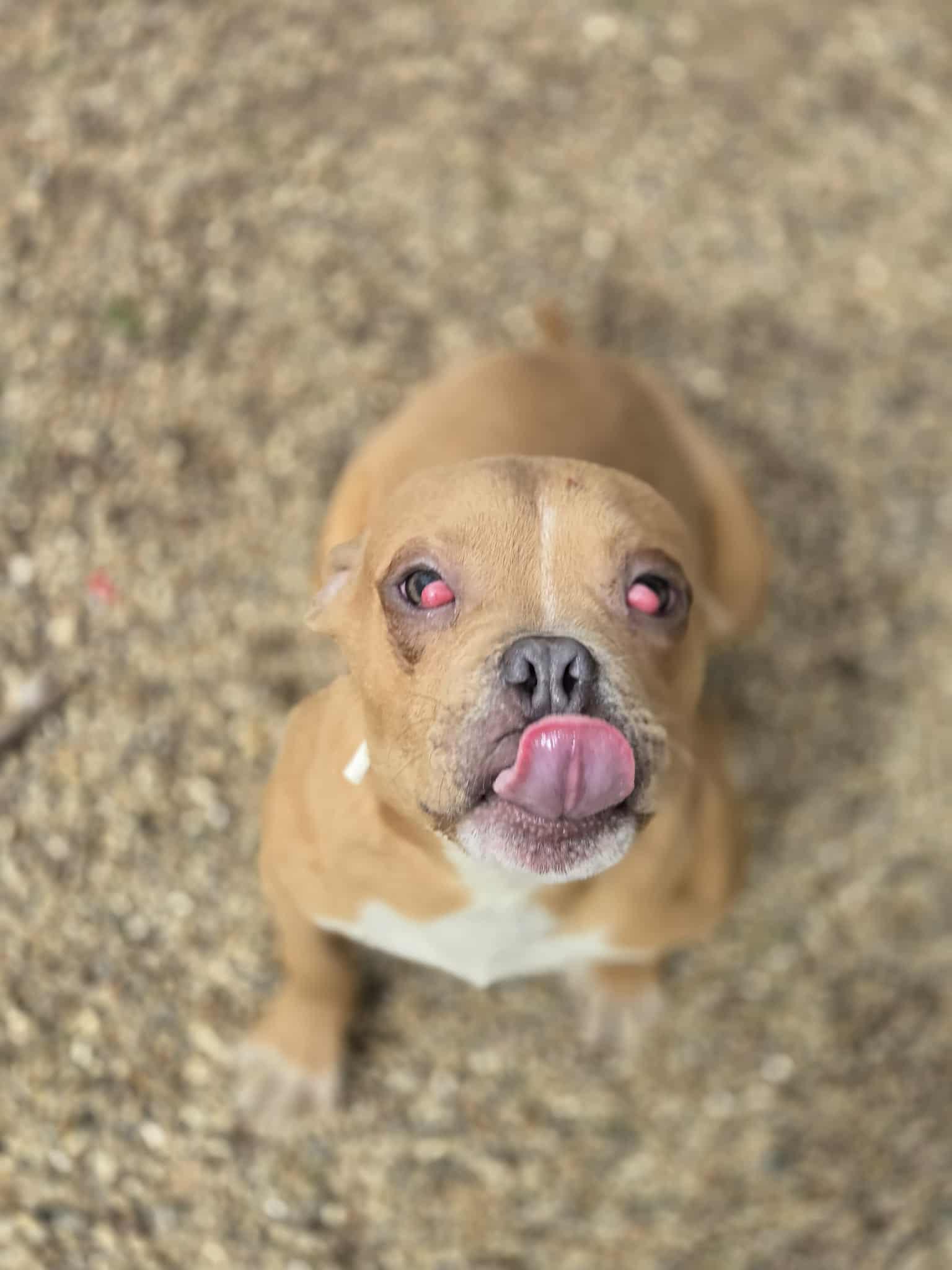 Enlarge Lil Budda, a ADOPTABLE American Bully in Freeport, IL image 2/3