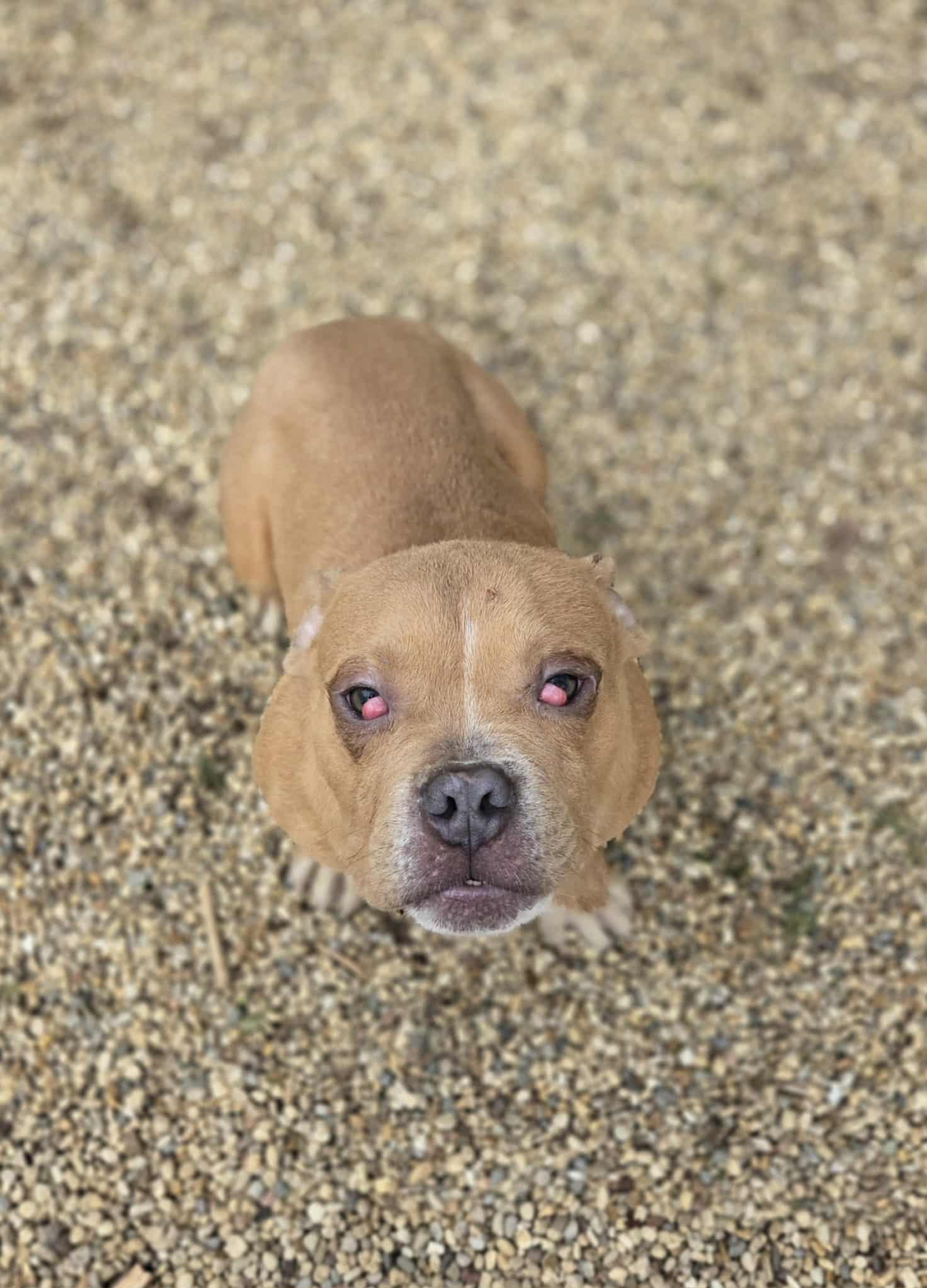 Enlarge Lil Budda, a ADOPTABLE American Bully in Freeport, IL image 1/3