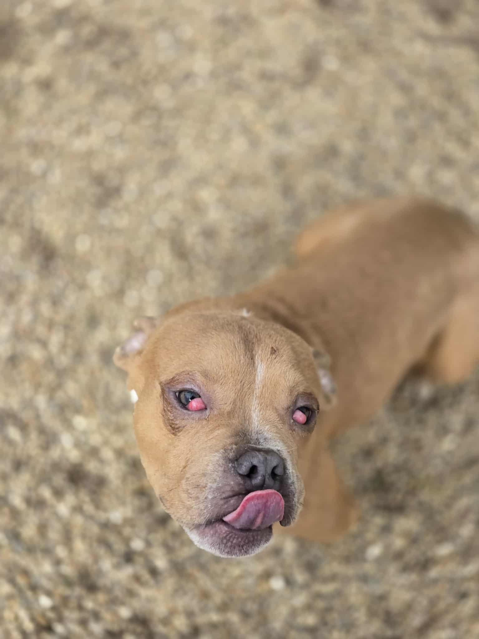 Enlarge Lil Budda, a ADOPTABLE American Bully in Freeport, IL image 3/3