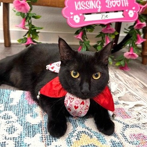 Gemini Constellation