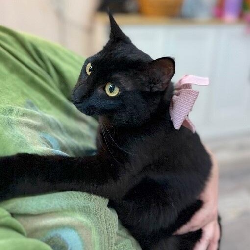 Gemini Constellation — thumbnail 2