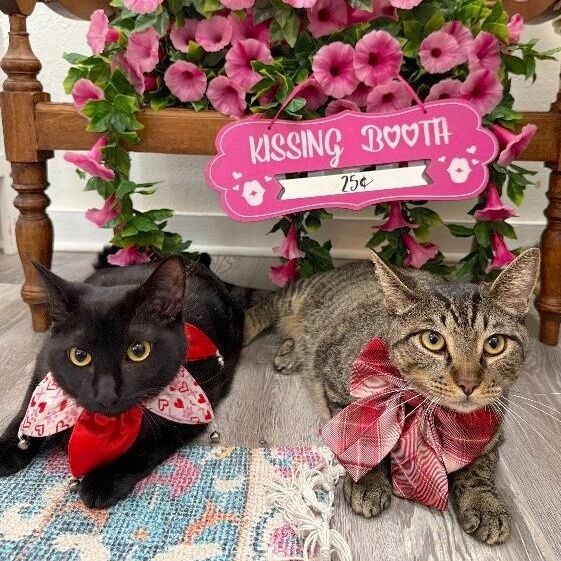 Gemini Constellation — thumbnail 4