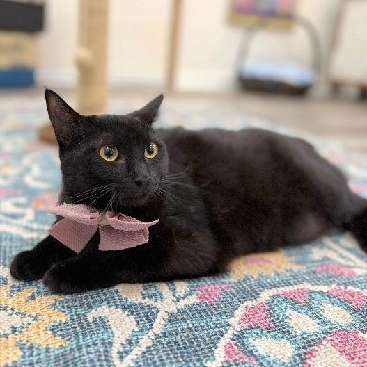 Gemini Constellation — thumbnail 5