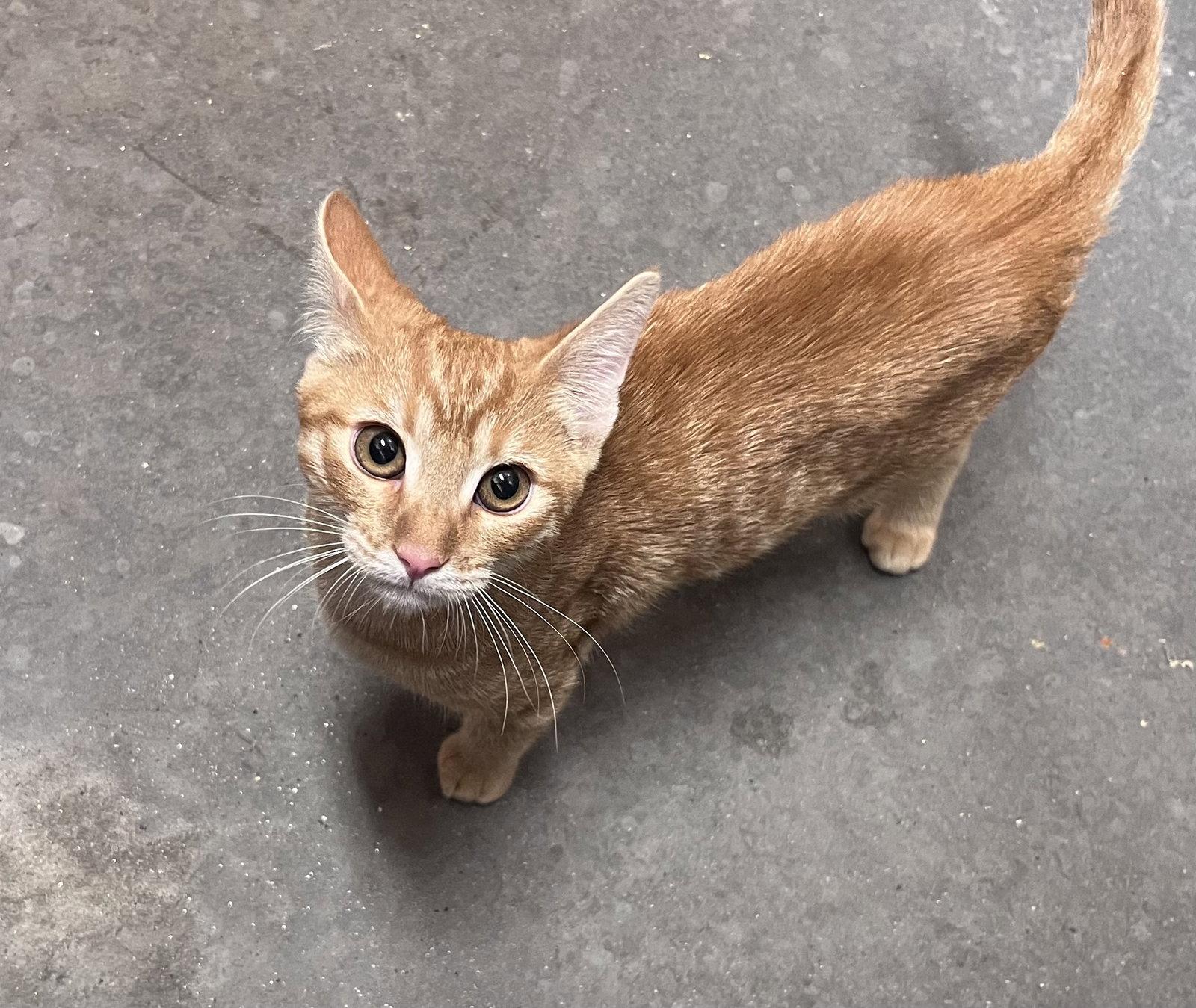 Enlarge Ryan, a Adoptable Domestic Short Hair in Scottsdale, AZ image 1/3