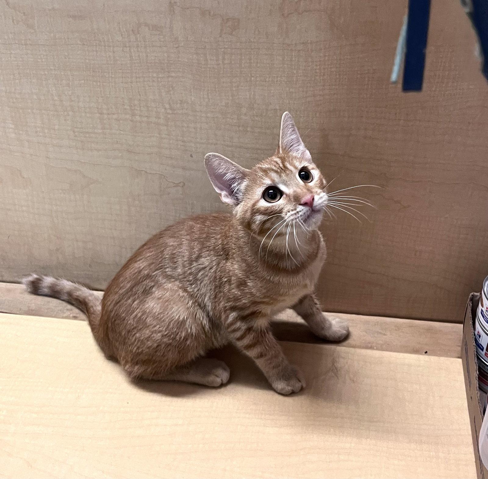 Enlarge Ryan, a Adoptable Domestic Short Hair in Scottsdale, AZ image 2/3