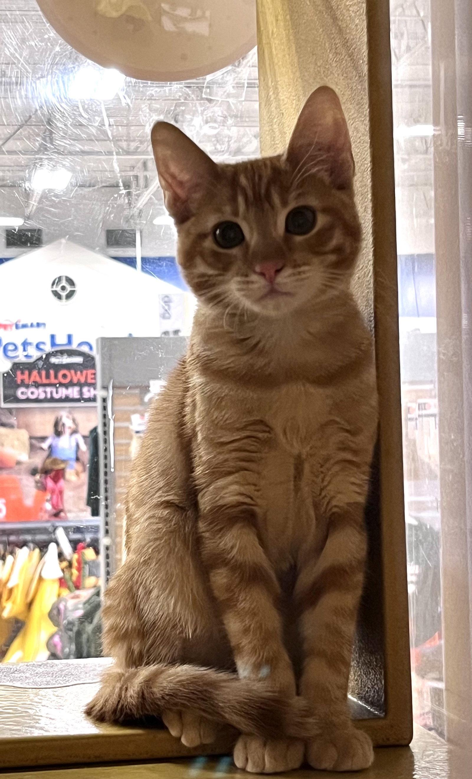 Enlarge Ryan, a Adoptable Domestic Short Hair in Scottsdale, AZ image 3/3