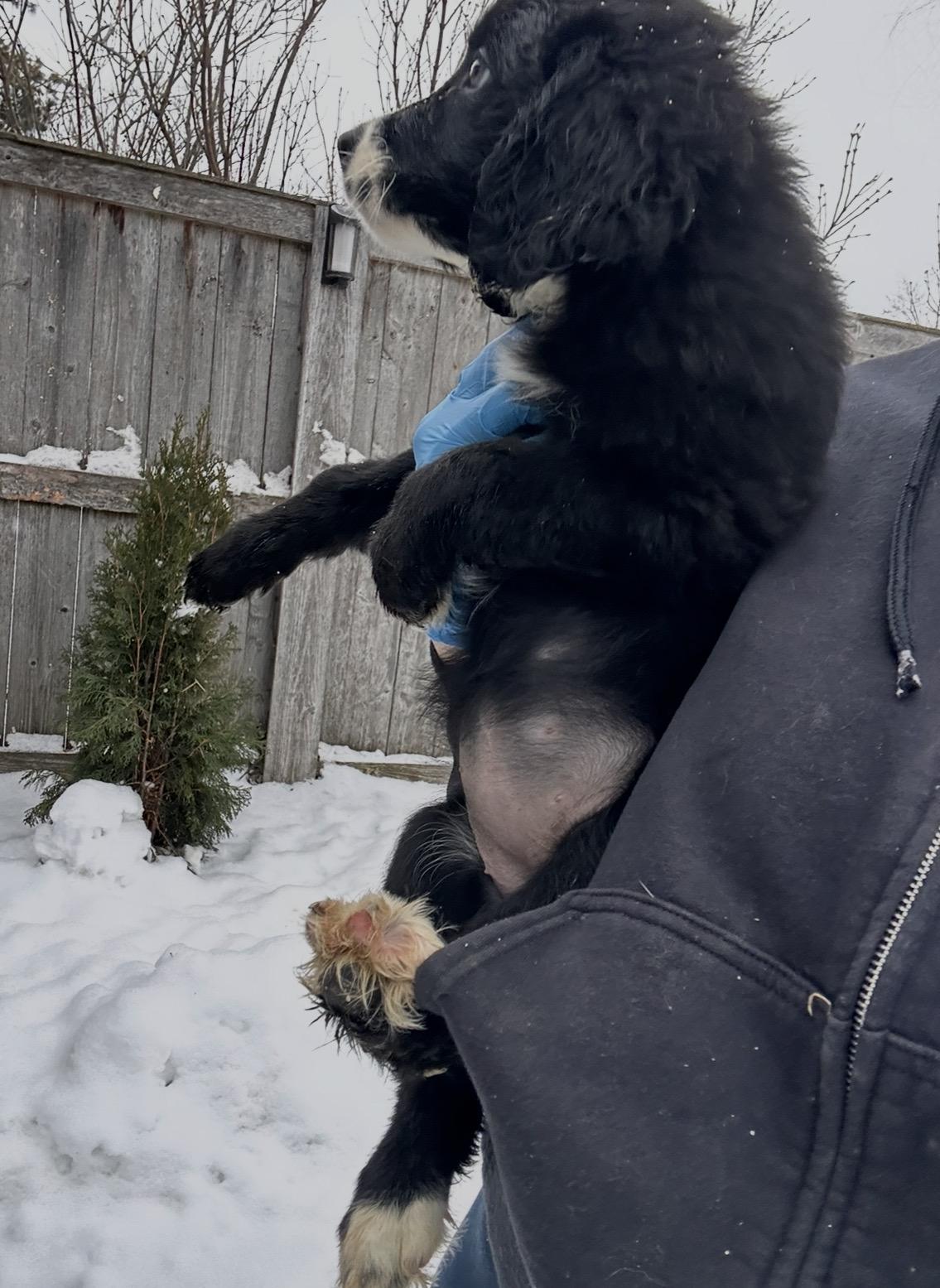 Snowy Owl, a ADOPTABLE mixed breed in Arlington Heights, IL image 4/5