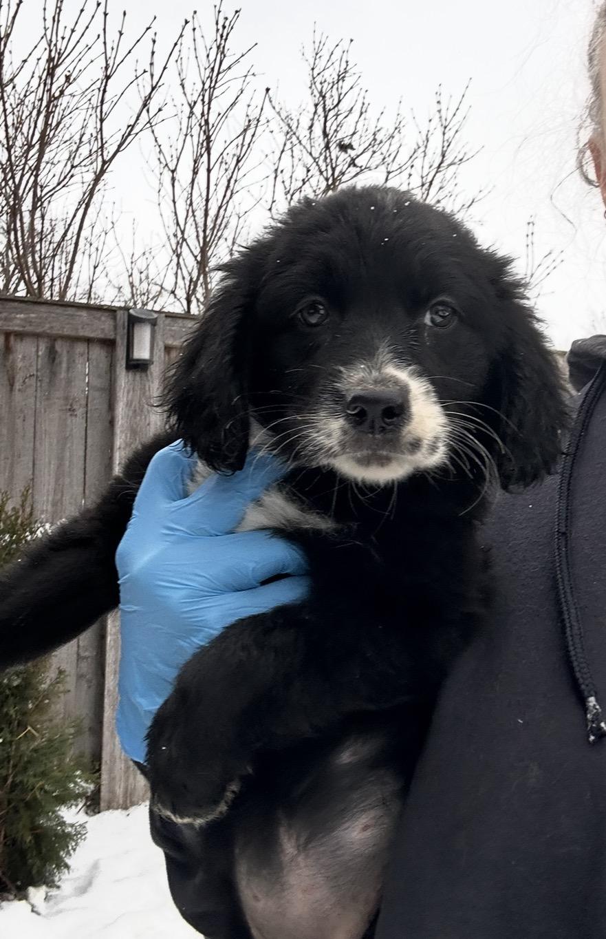 Snowy Owl, a ADOPTABLE mixed breed in Arlington Heights, IL image 2/5