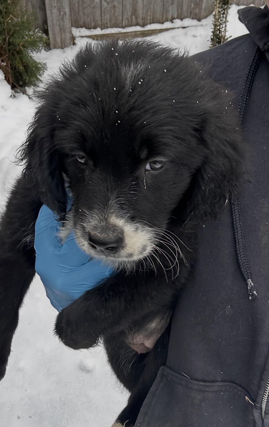 Snowy Owl, a ADOPTABLE mixed breed in Arlington Heights, IL image 3/5