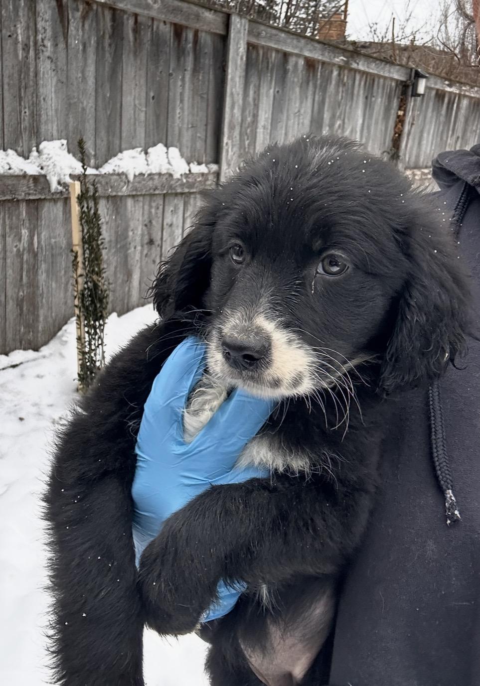 Snowy Owl, a ADOPTABLE mixed breed in Arlington Heights, IL image 5/5