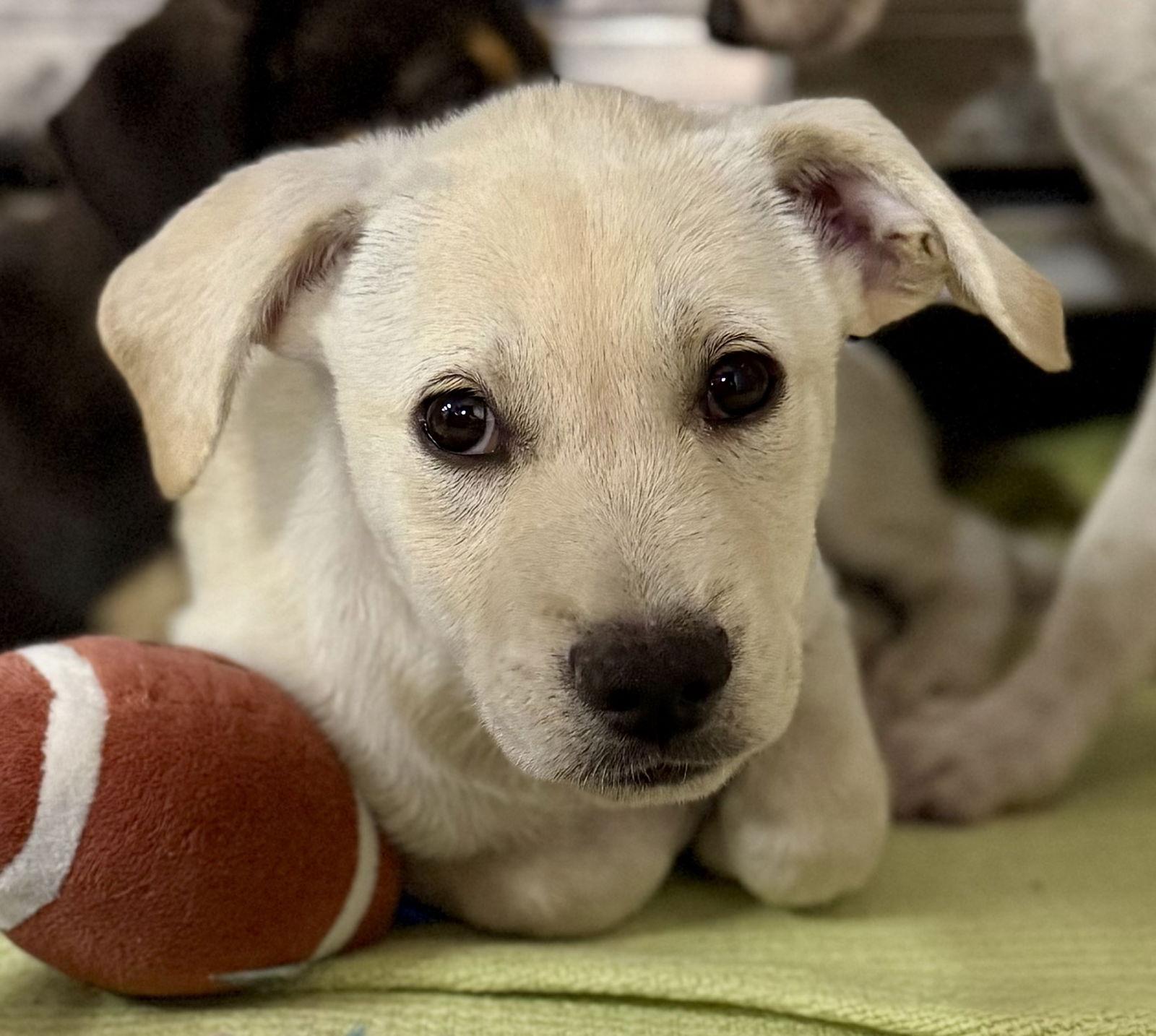 Astro, Adopted, Puppy Male Labrador Retriever.