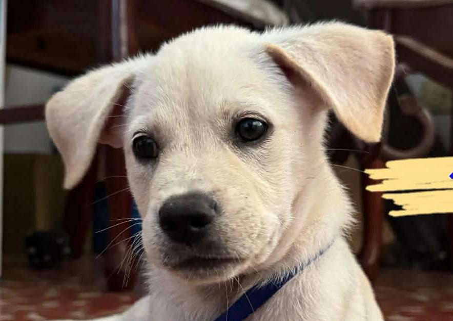 Astro, a Adopted Labrador Retriever in Lake Hopatcong, NJ image 2/3