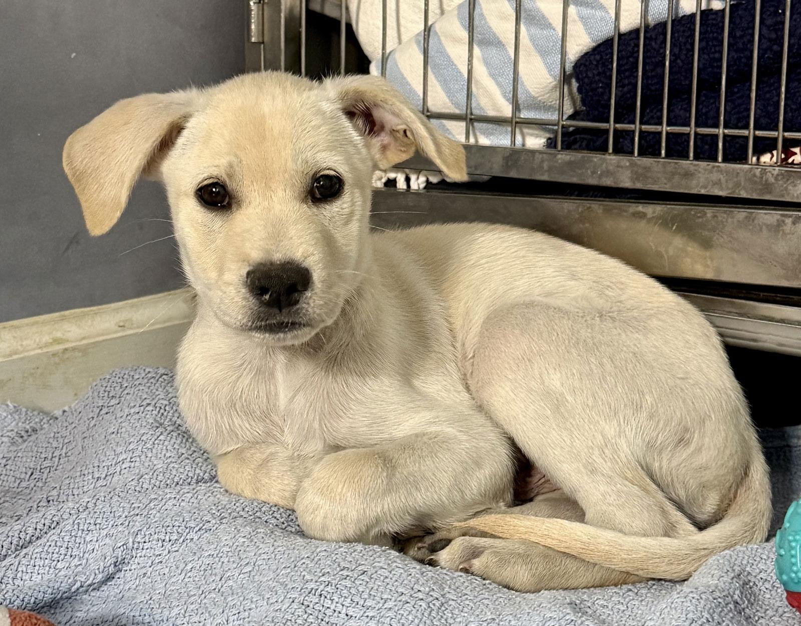 Astro, a Adopted Labrador Retriever in Lake Hopatcong, NJ image 3/3