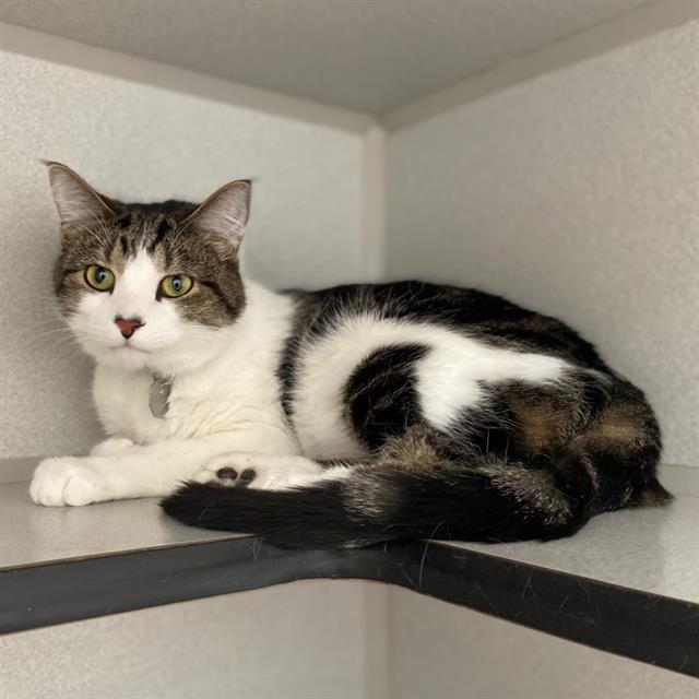 KIT-KAT, Adoptable, Young Male Domestic Short Hair.