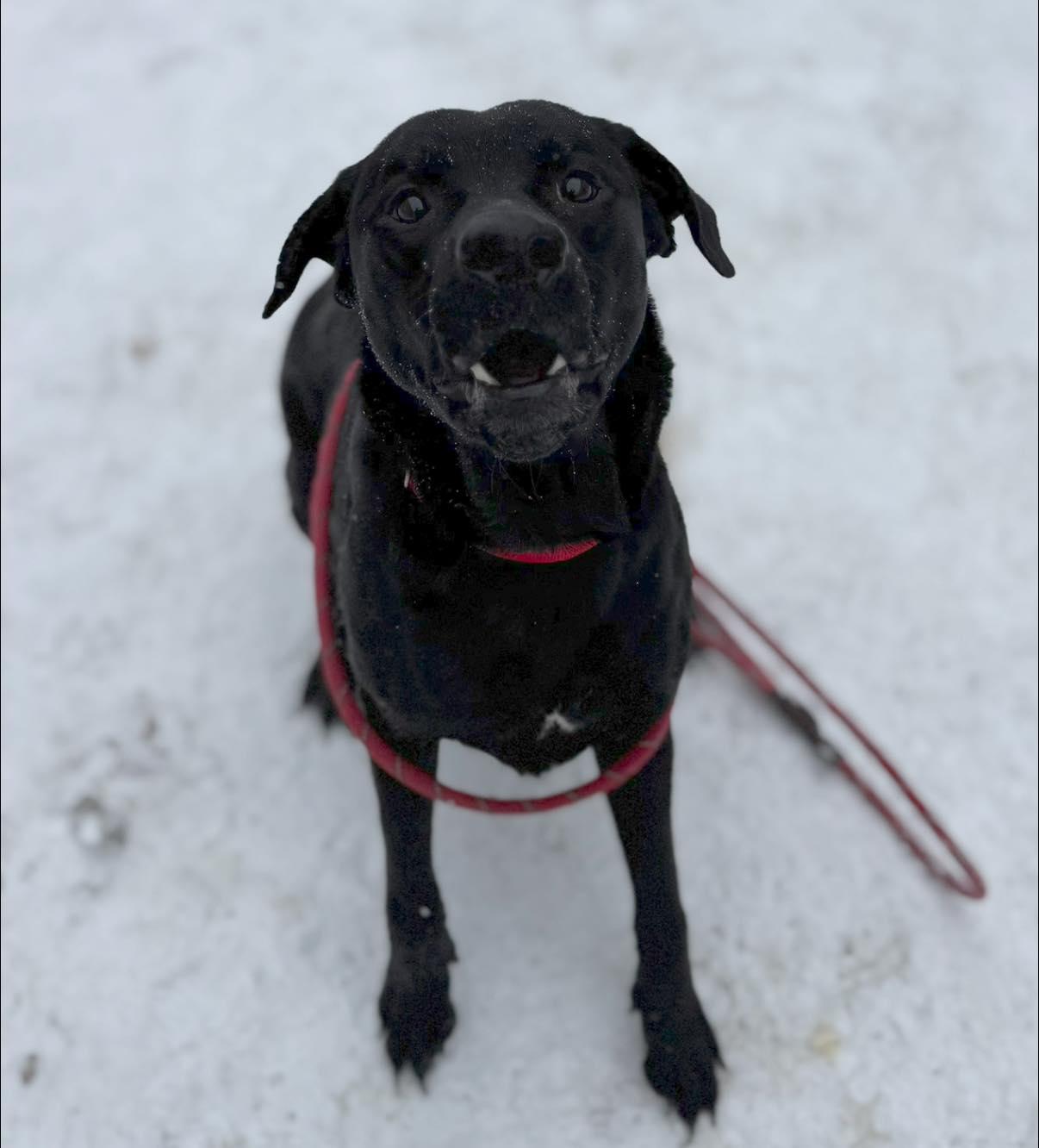 Cerberus thumbnail 2