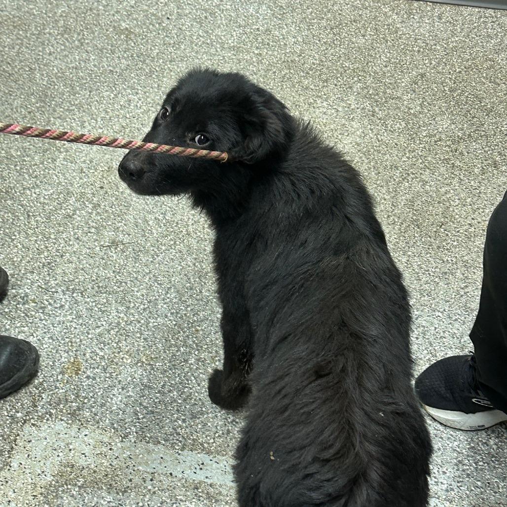 Buffle, Adoptable, Young Female Australian Shepherd.