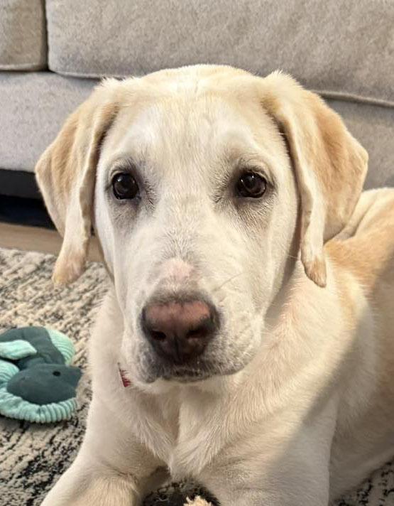 Enlarge Yeti, an adopted mixed breed in Sacramento, CA image 1/5