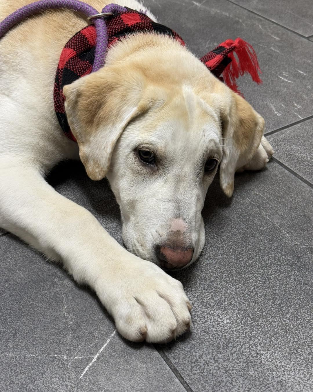 Enlarge Yeti, an adopted mixed breed in Sacramento, CA image 2/5