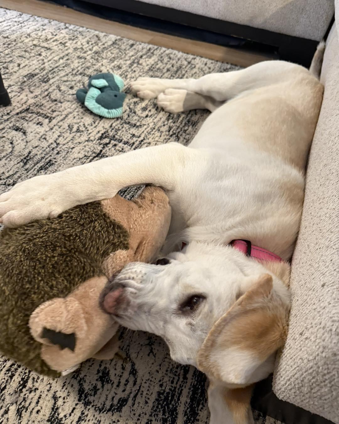 Enlarge Yeti, an adopted mixed breed in Sacramento, CA image 3/5