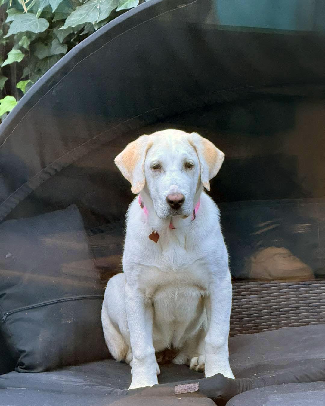 Enlarge Yeti, an adopted mixed breed in Sacramento, CA image 4/5