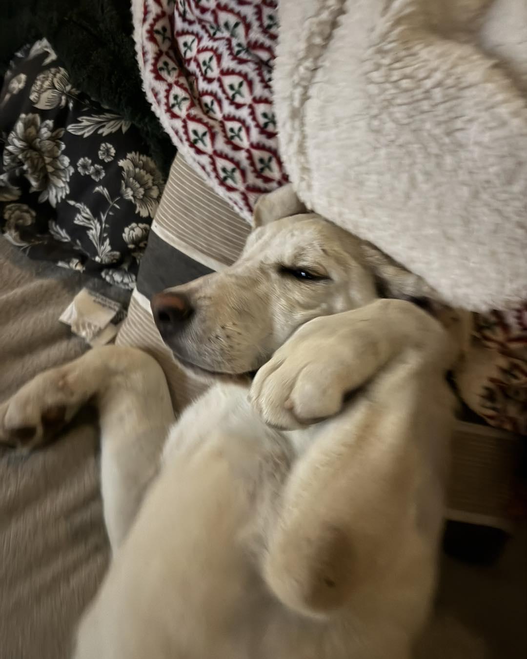 Enlarge Yeti, an adopted mixed breed in Sacramento, CA image 5/5