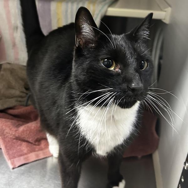 Pepino, Adoptable, Adult Male Domestic Short Hair.