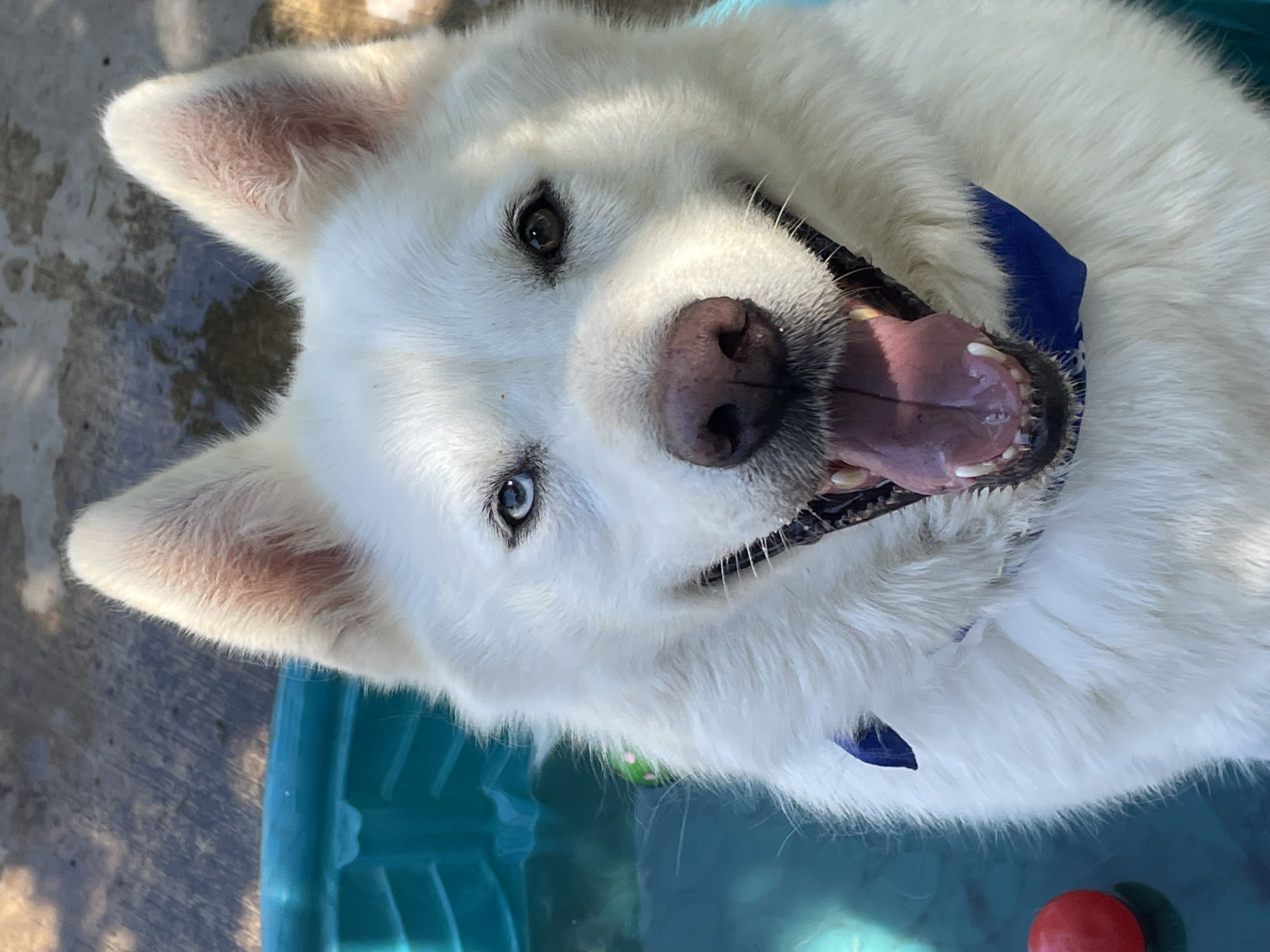 Ghost, Adoptable, Adult Male Husky.