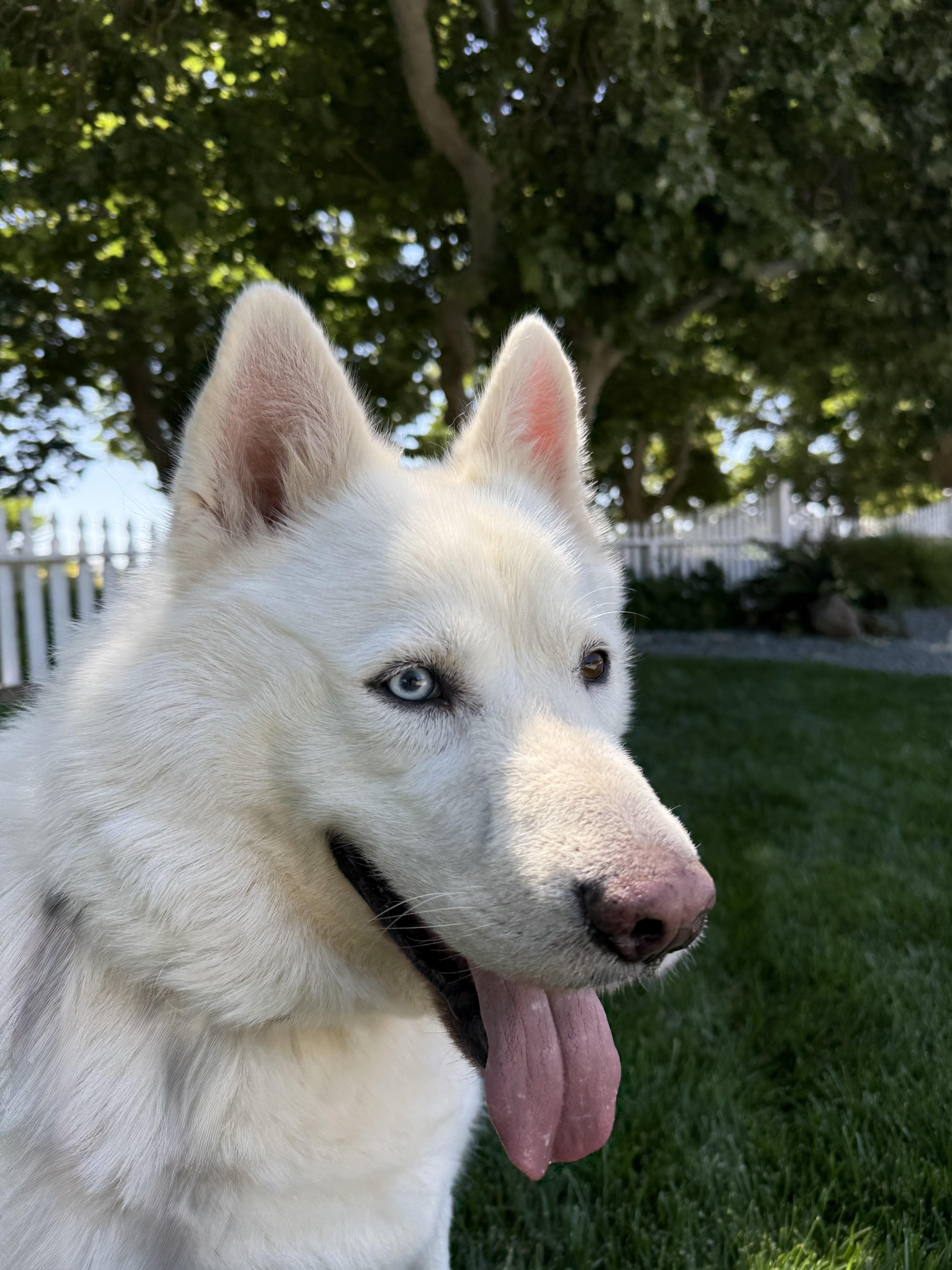 Ghost, an adoptable Husky in Lodi, CA, 95242 | Photo Image 7