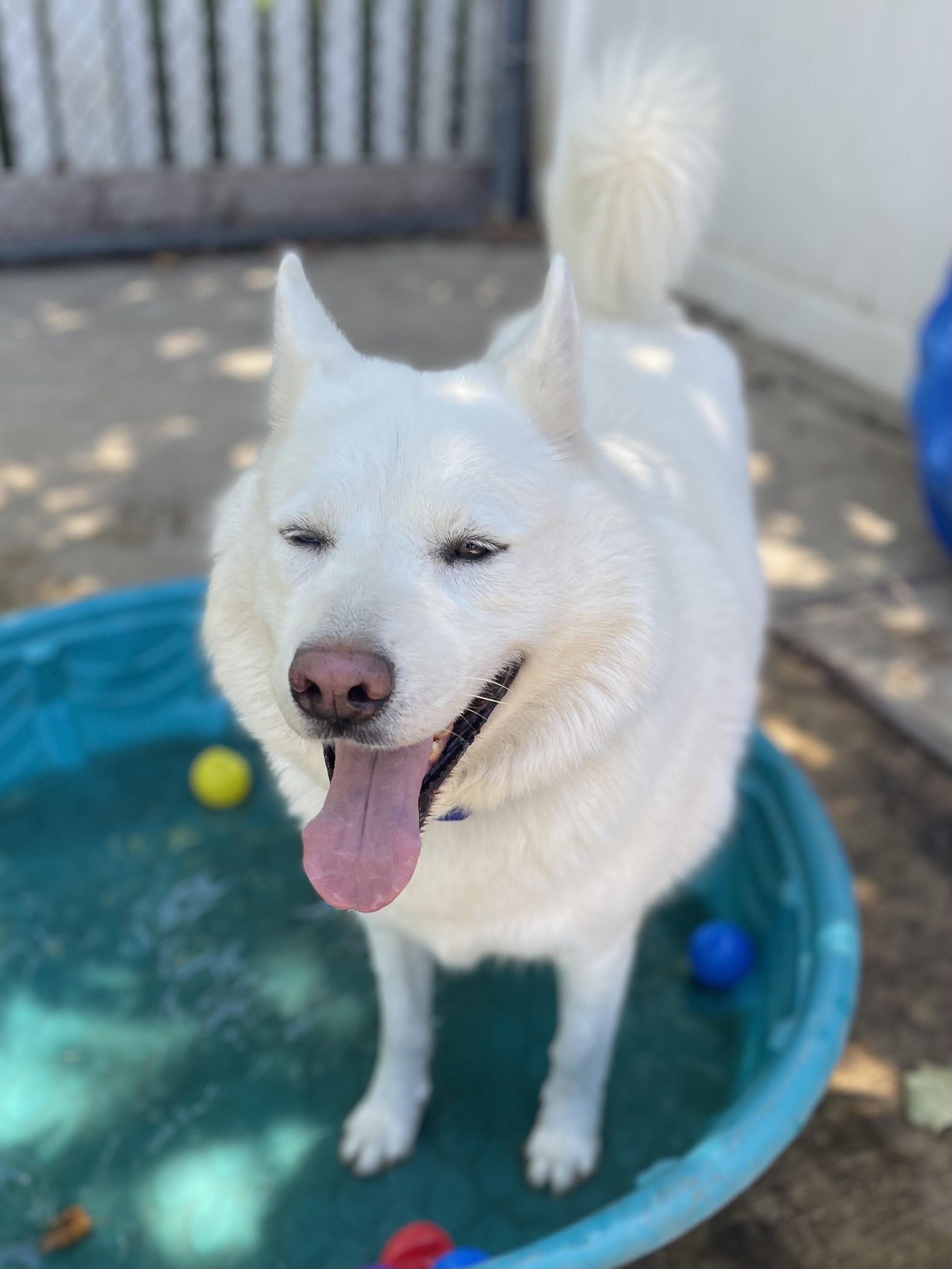 Ghost, a Adoptable Husky in Lodi, CA image 3/5