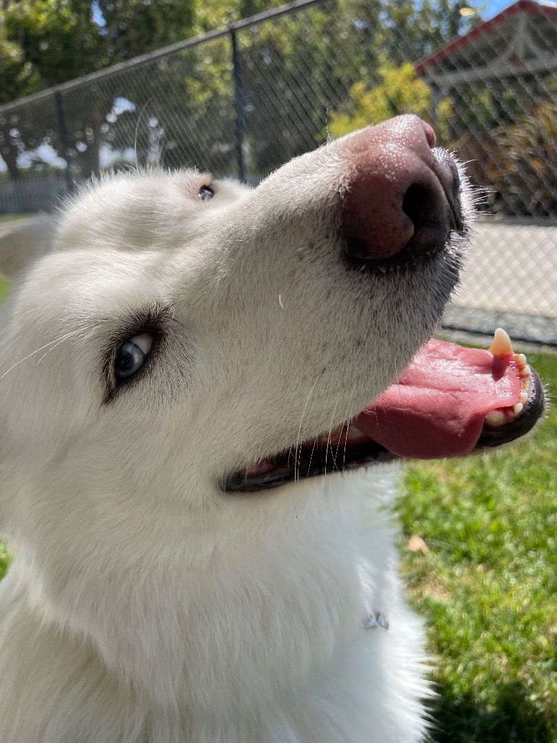 Ghost, an adoptable Husky in Lodi, CA, 95242 | Photo Image 4