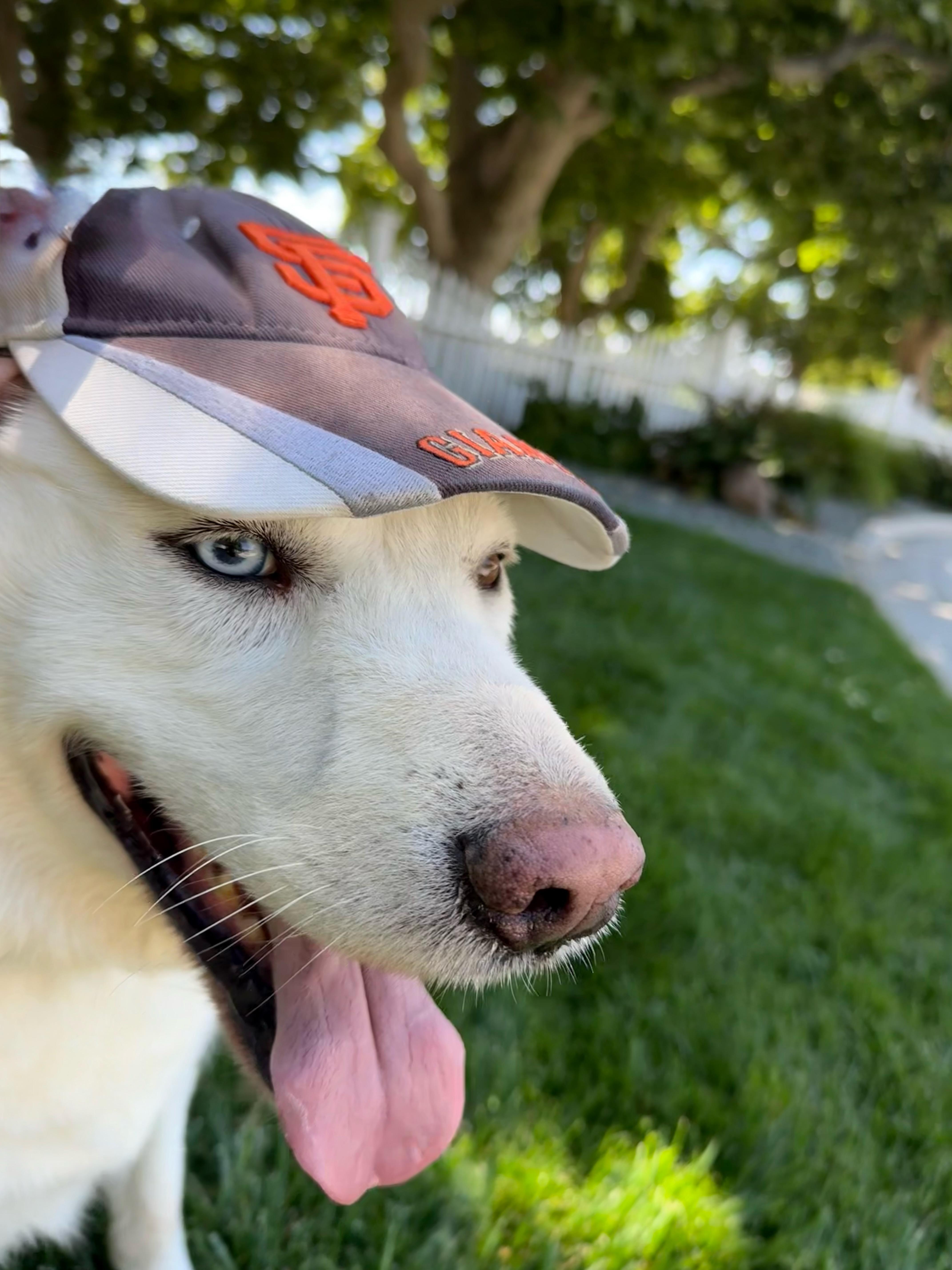 Ghost, a Adoptable Husky in Lodi, CA image 4/5