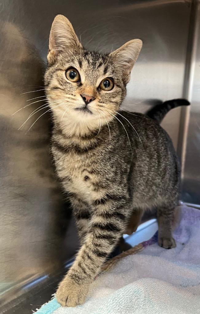 Rafayel, Adoptable, Young Male Domestic Short Hair.