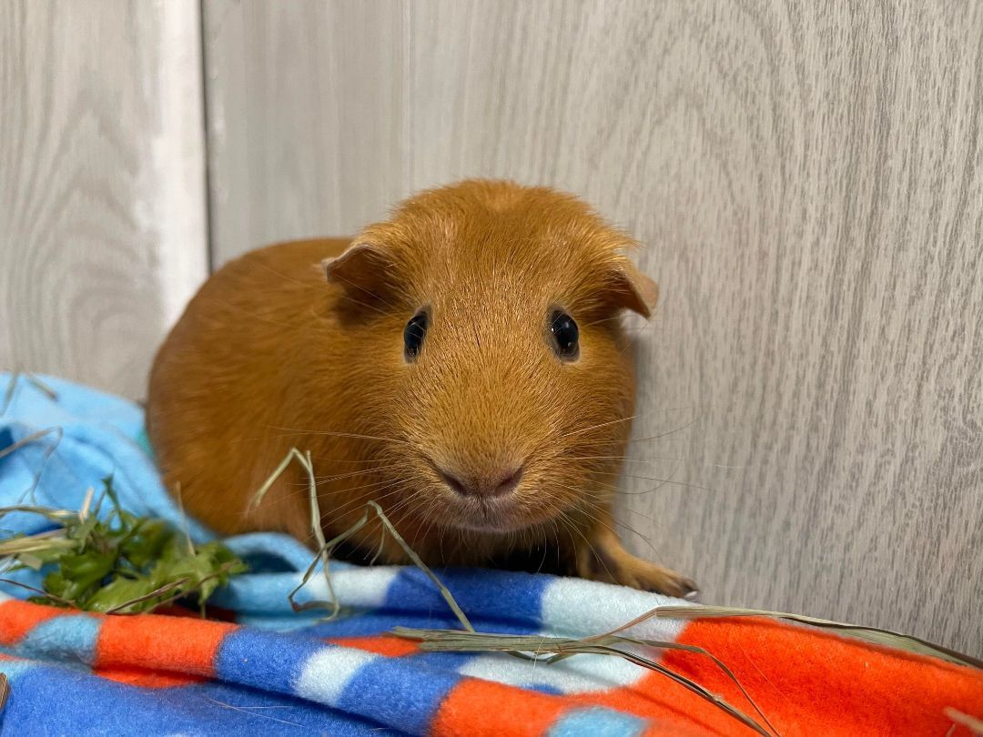Butterscotch, a Adoptable Guinea Pig in Troy, AL image 1/4