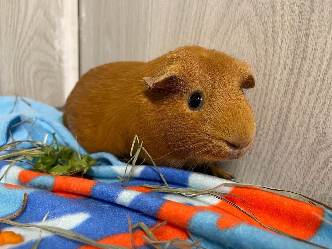 Butterscotch, a Adoptable Guinea Pig in Troy, AL image 2/4