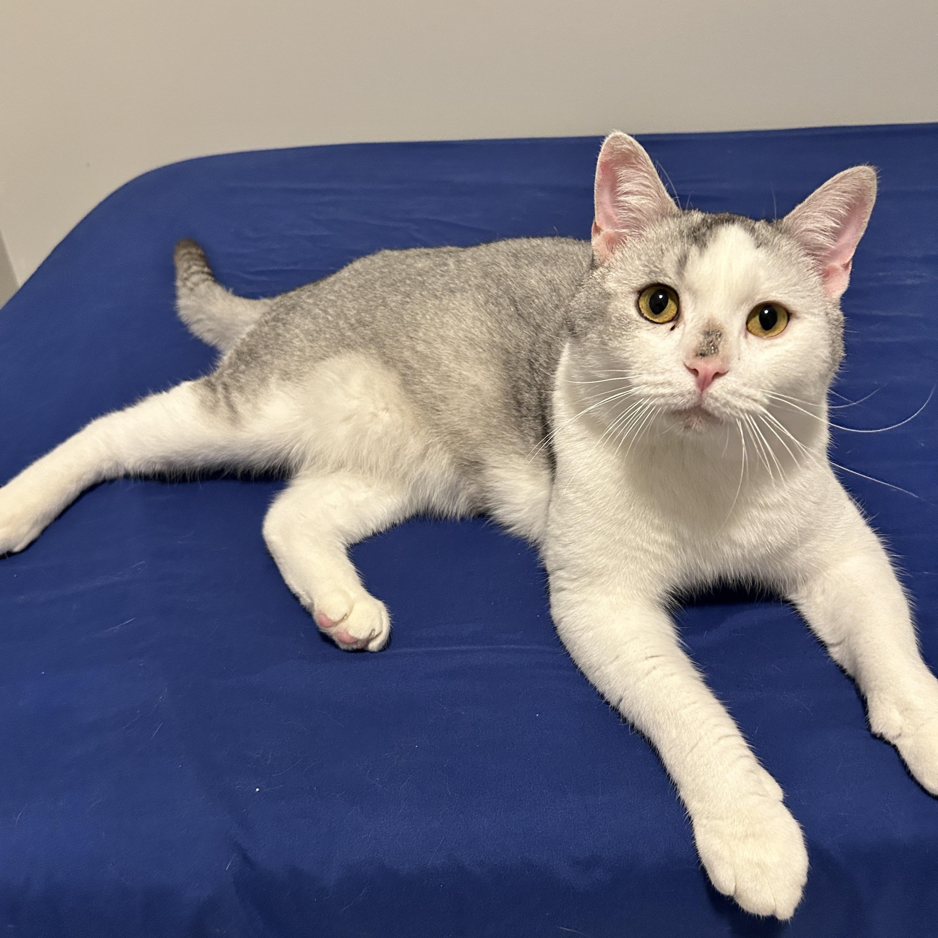 Enlarge Benny - chatty & social, an adopted mixed breed in Lancaster, PA image 1/3