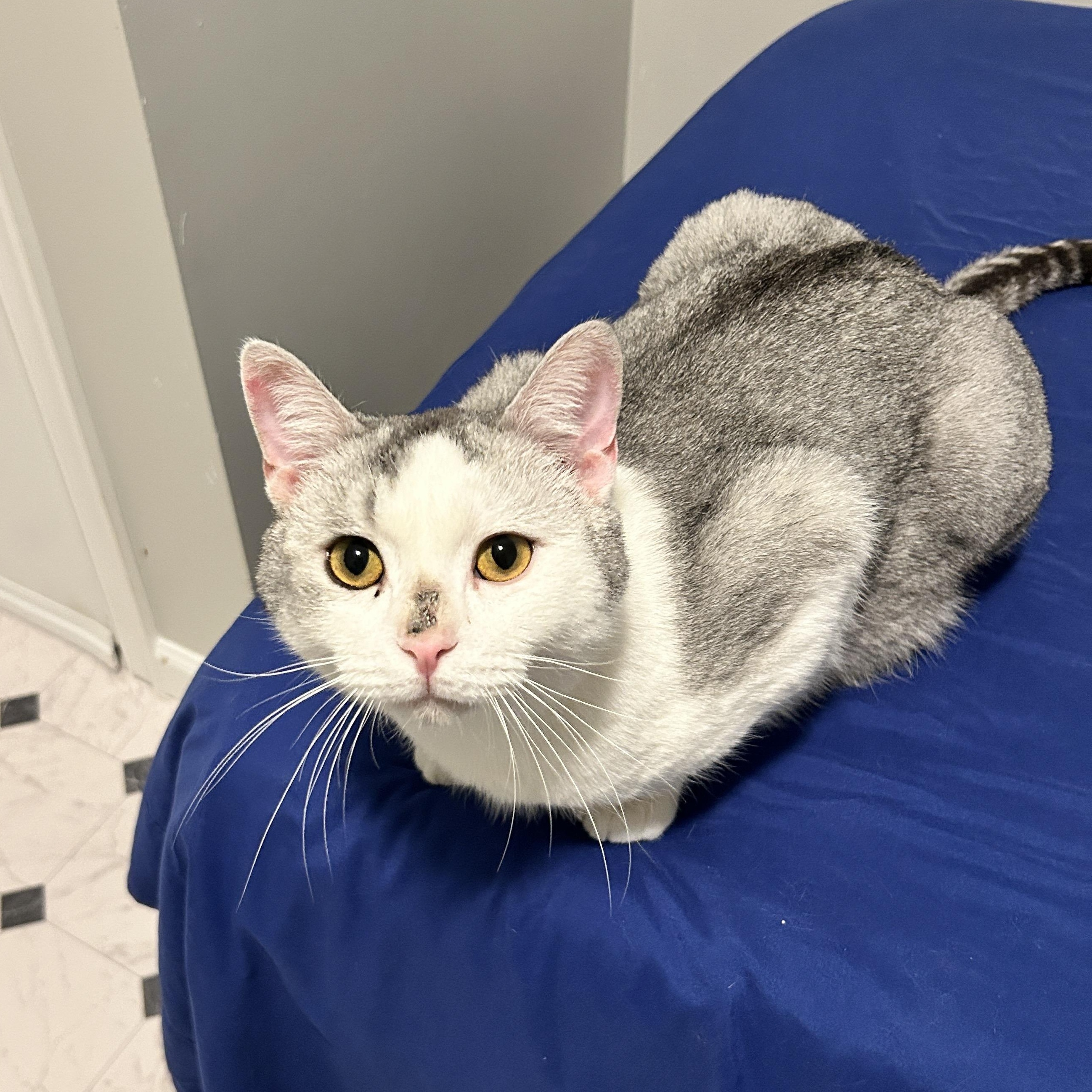 Enlarge Benny - chatty & social, an adopted mixed breed in Lancaster, PA image 2/3