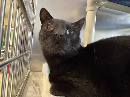 Wazowski, a Adoptable mixed breed in Lowell, MA image 1/2