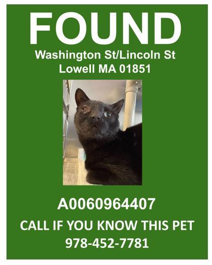 Wazowski, Adoptable, Adult Male Domestic Short Hair & Domestic Short Hair.