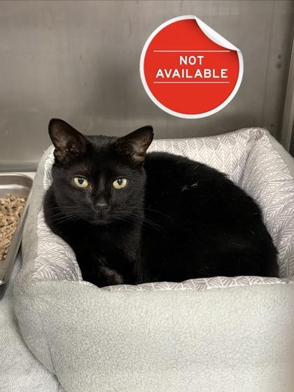 Enlarge Wazowski, a Adoptable mixed breed in Lowell, MA image 2/2
