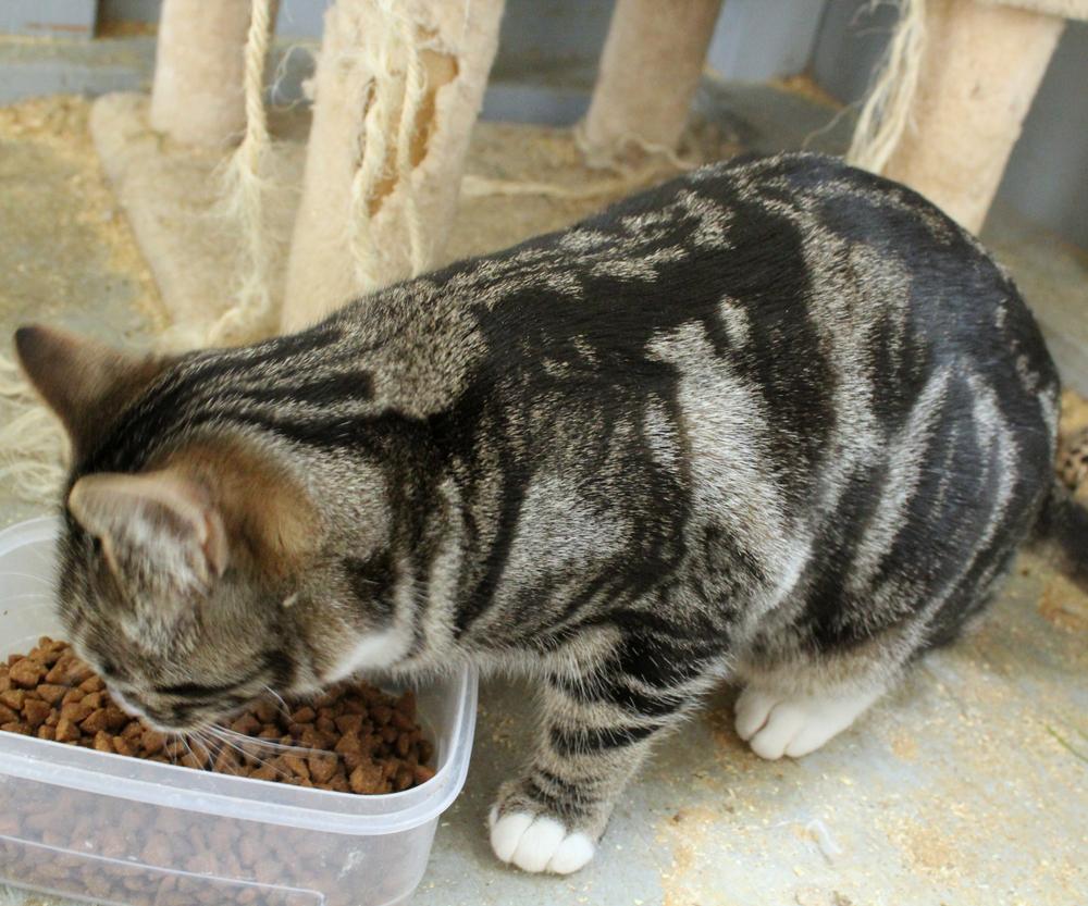 Sloane, Adoptable, Kitten Male Tabby.
