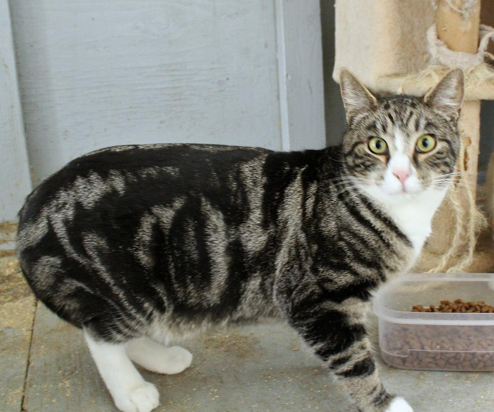 Enlarge Sloane, a Adoptable mixed breed in Redlands, CA image 2/2