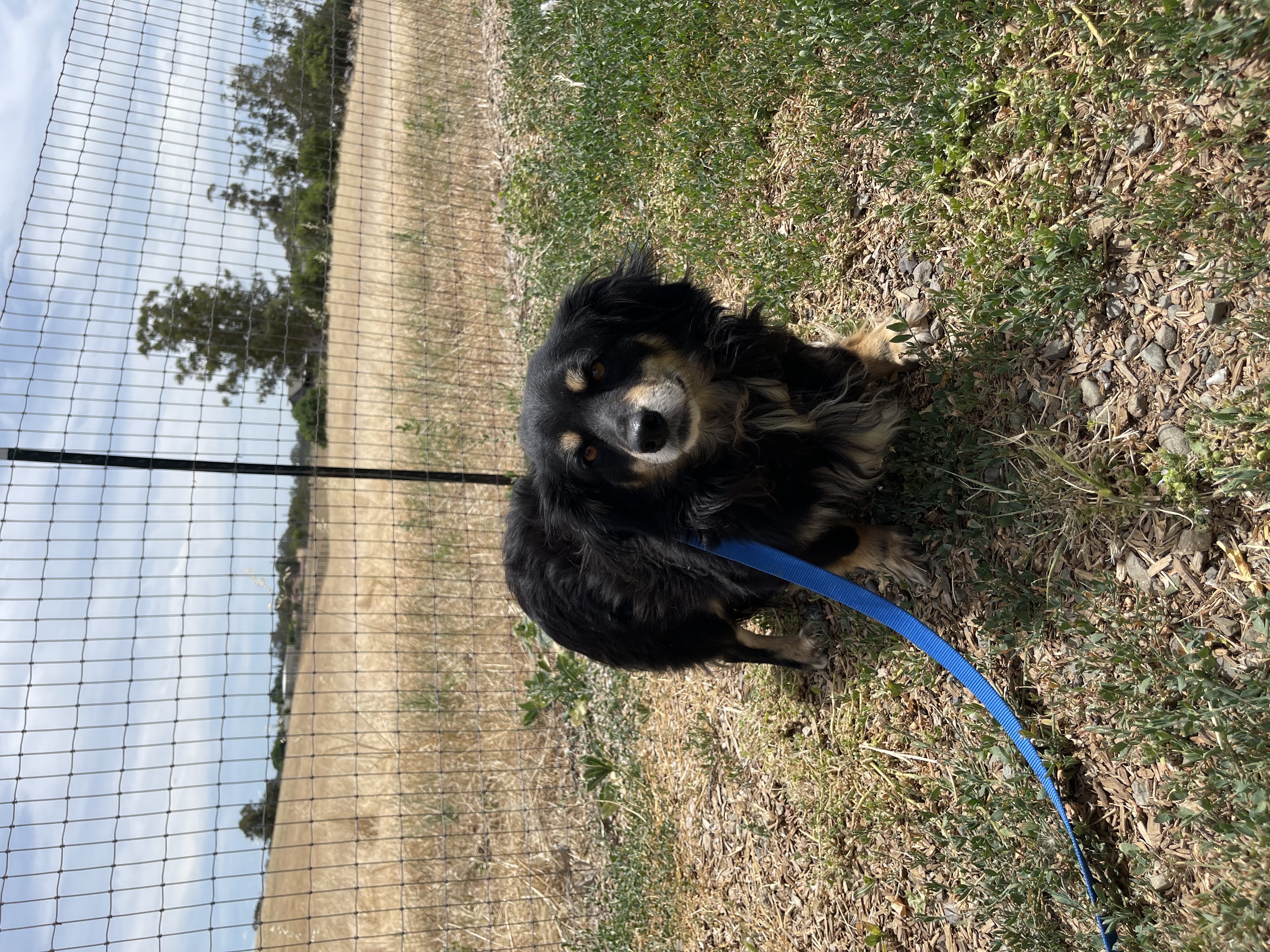 Blackie photo 1